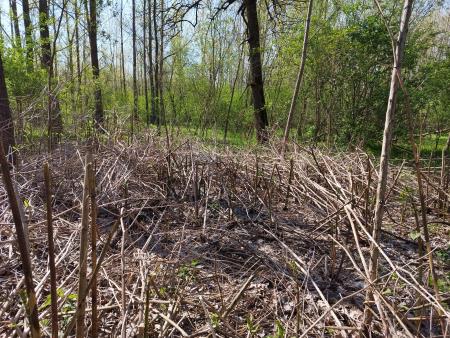 oleseneli deli - Kaja Vereš